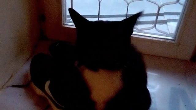 Одомашнивание домашней кошки смотреть онлайн