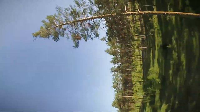 Снова сосны... смотреть онлайн
