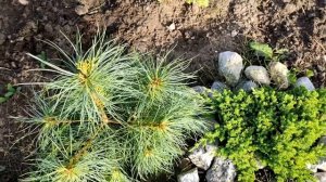 Сосна веймутова - необычайно декоративная, пушистая красавица!