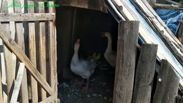 Целый день Серая гусыня водит своих тройняшек по огороду. смотреть онлайн