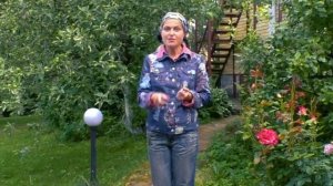 Супер способ как УНИЧТОЖИТЬ ВСЮ ТЛЮ на своем участке! Как избавиться от тли без химии!