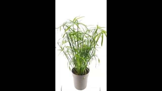 CYPERUS ALTERNIFOLIUS, INDOOR - OUTDOOR: product informatie. смотреть онлайн