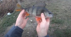 Окунь одурел!