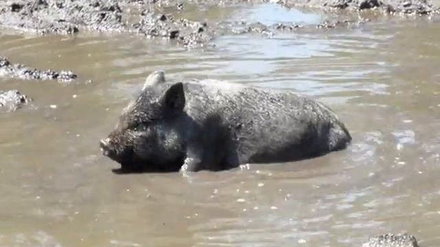 свинья грязь найдет смотреть онлайн