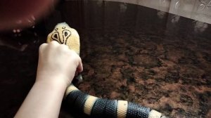 #Распаковка новой игрушки#Cobra#Кобра#Toys#Распаковка кобры#