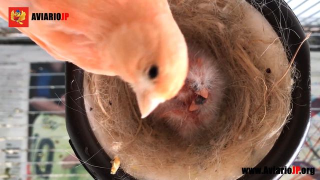 ✅ EL GRAN DESCONOCIDO: CARBON PARA CANARIOS Y PAJAROS EXOTICOS смотреть онлайн