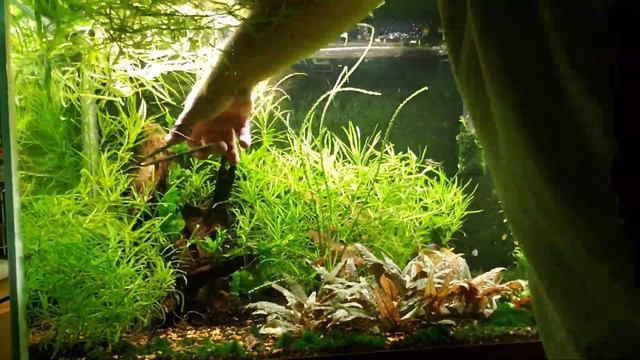 Pogostemon Stellatus Octopus...Best Fast Growing Plant for Your Aquarium? смотреть онлайн