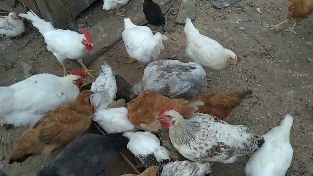 Потомство Мастер Грей в домашних условиях смотреть онлайн