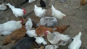 Потомство Мастер Грей в домашних условиях