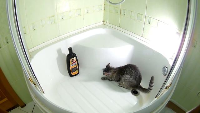 Кошки умываются 050519 смотреть онлайн