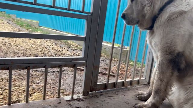 Рэмик спасает брата Лочина из вольера / французский бульдог и алабай смотреть онлайн