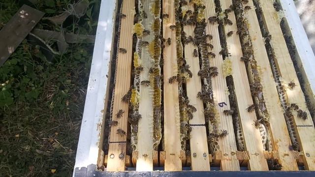 Последняя качка,подсолнух, тачёк карники. смотреть онлайн