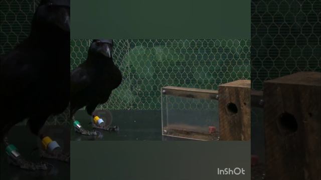 умная ворона смотреть онлайн