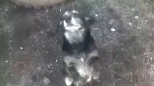 Настойчивая попрошайка смотреть онлайн