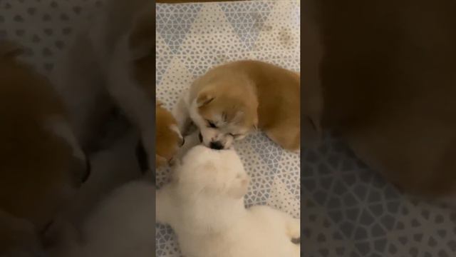 Щенки Акита Ину смотреть онлайн