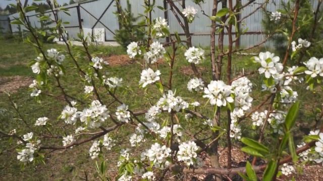 Влог. С собакой на даче. Мой сад весной смотреть онлайн