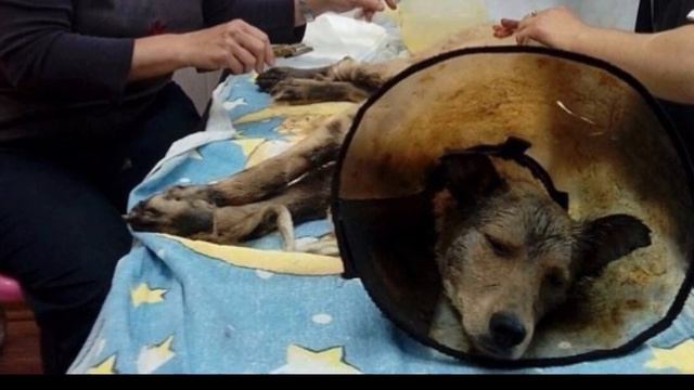 3-х собак обмотали пакетами и залили гудроном… “Бедная троица” из Пскова выжила. Это невероятно смотреть онлайн