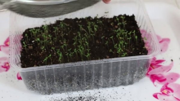 Как посадить Алиссум на рассаду