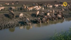 Дикие Лошади / Wild Horses | HD |