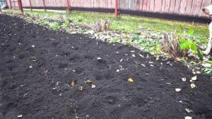 Как вырастить липу и рябину. Посадка семян липы и рябины.