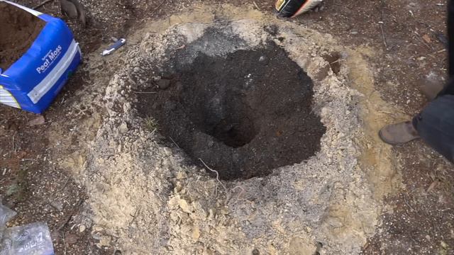 How to Grow Mulberry Tree PROGRESSION Growing Guide # 1 смотреть онлайн