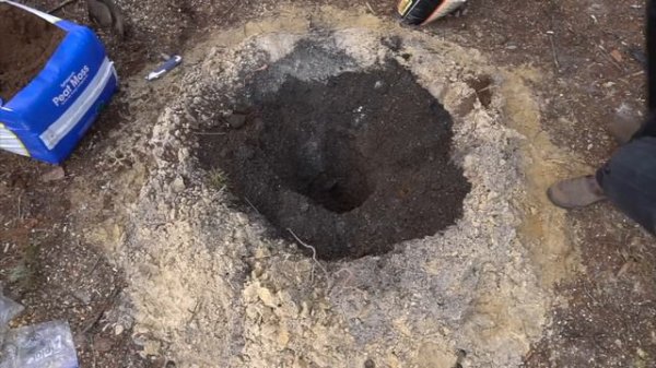 How to Grow Mulberry Tree PROGRESSION Growing Guide # 1