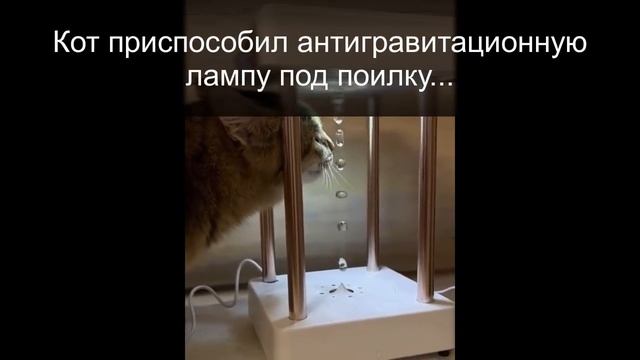 Кошка у хозяина может вымурчать себе что угодно. Коты и Кошки. Видео про котов. смотреть онлайн