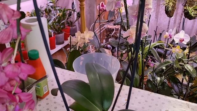 Фаленопсис Сокровище Будды | Phal. Buddha's Treasure | ПОСАДКА ОРХИДЕИ в размере 2,5' смотреть онлайн