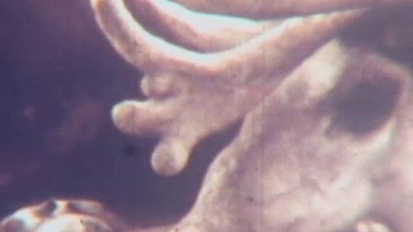 Baskin Баскин Film 1 Russia Kamchatka Камчатка Аборигены Indigenous