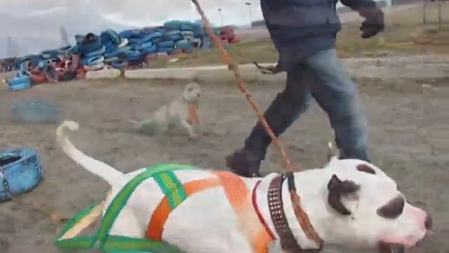 Питбуль вейтпуллинг смотреть онлайн