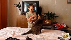 Кошка напал на ребенка и укусила за ухо