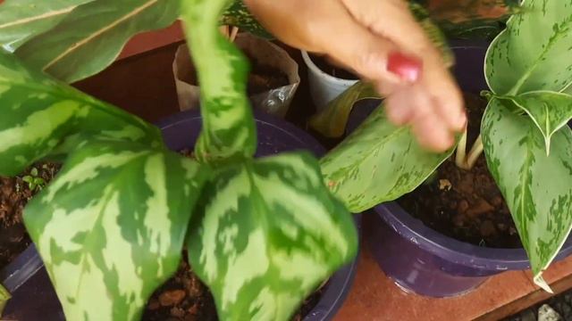 Tips and care for Aglaonema |അഗ്ലോനിമ | പൊടികൈയ്കളും പരിപാലനവും смотреть онлайн