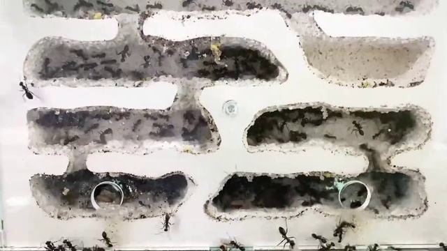 муравьиная ферма Белый дом grunt, муравьи степные бегунки смотреть онлайн