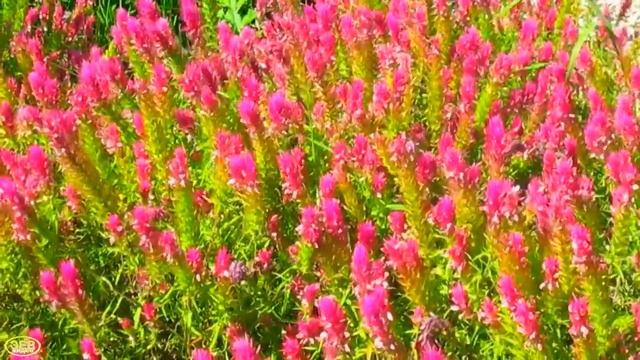 Краски лета смотреть онлайн