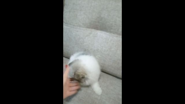 Щенок Померанского шпица патиколор. Девочка мини шпиц продажа ? смотреть онлайн