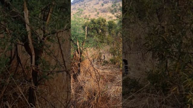 Massive Male Leopard in Pilanesberg National Park #africa #africageovideo #gamedrive #big5 #safari смотреть онлайн