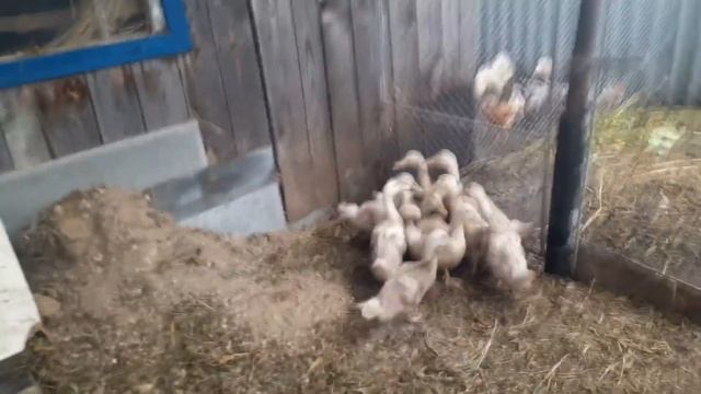 Покупка уток. Чем кормим, как разместили смотреть онлайн