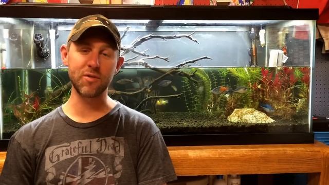 Fish Keepers Screw Ups: Episode 8, Over Dosing your Aquarium смотреть онлайн