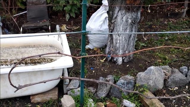 Дубовский розовый Формировка двухплечевого кордона смотреть онлайн