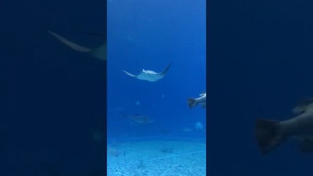 Красота подводного мира / Рыбы океанов / Океанариум / Остров Русский / Владивосток смотреть онлайн