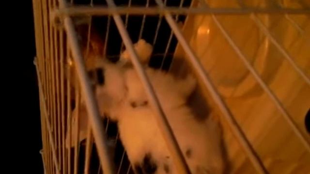 Кролик породы бабочка смотреть онлайн