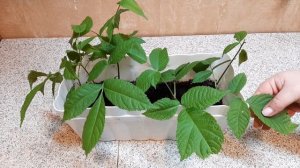 Маньчжурский орех как вырастить рассаду из ореха в Сибири