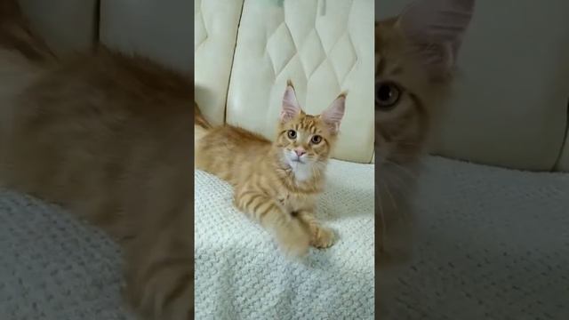 Солнечный мейнкун / крупный красный котик / котята мейнкун из питомника смотреть онлайн