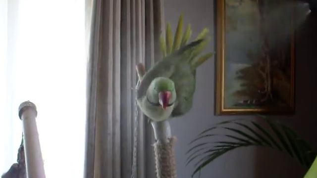 Александриец Кузя - приручение к руке. смотреть онлайн