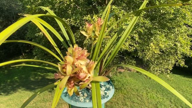 建兰富山奇蝶欣赏 Cymbidium Ensifolium Fu Shan Qi Die