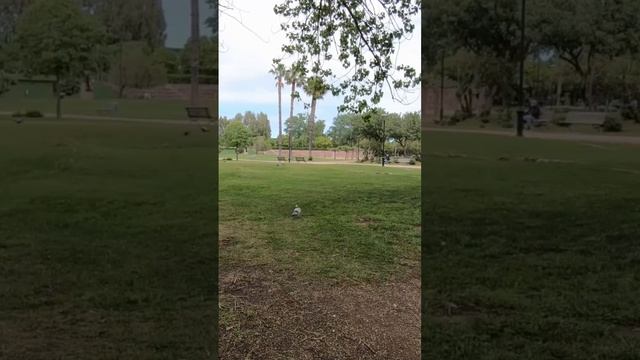 Discovering The Hidden Treasures Of Olbia, Sardinia PT2 ? #exploring #shorts