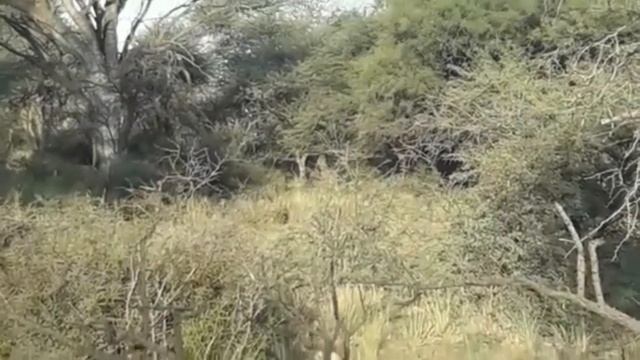 FAUNA DE CAZA MAYOR ARGENTINA