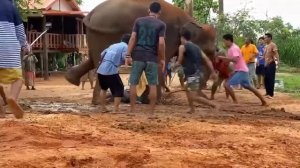 Роды у Животных СЛОН РОЖАЕТ СЛОНЕНКА