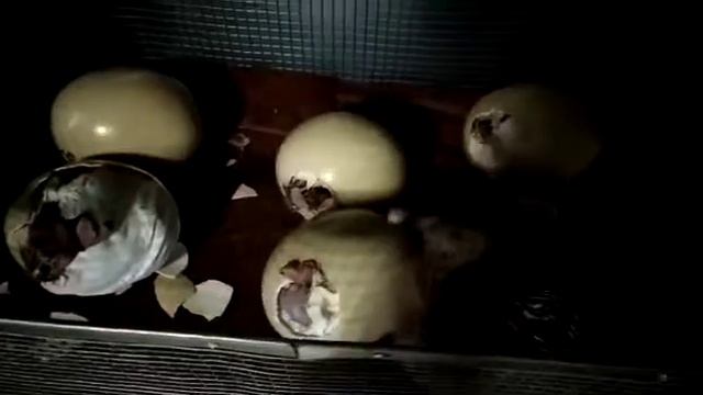 Страусята с нашей Фермы! смотреть онлайн