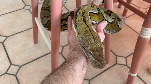 12ft Reticulated Python using my hand as a pillow смотреть онлайн